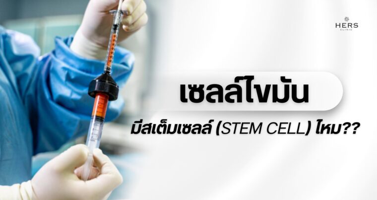 เซลล์ไขมันมีสเต็มเซลล์(STEM CELL)ไหม